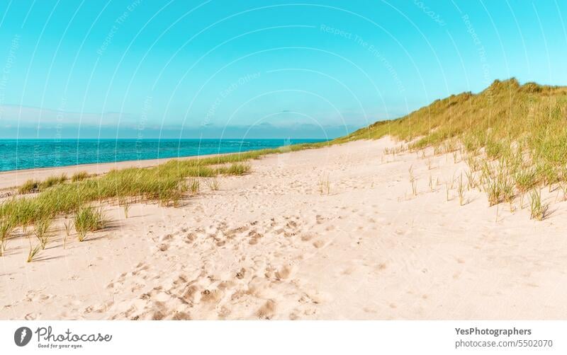 Sylt island beach under a blue sky on a sunny day autumn background beautiful beauty bright coast coastline color dunes empty environment europe germany grass