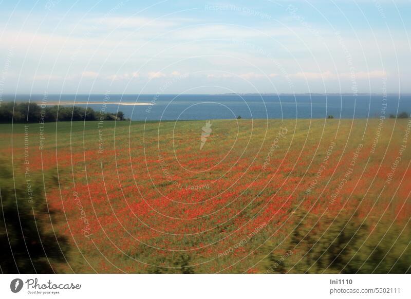 Poppy field at Fehmarnsund Landscape fields Agriculture large area Corn poppy Ostholstein Ocean coast Baltic Sea estuary trees Bushes Sky Eye-catcher