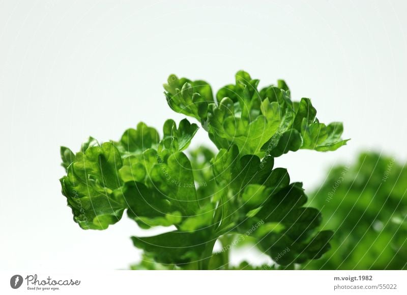 Healthy green Colour photo Studio shot Close-up Detail Macro (Extreme close-up) Copy Space top Isolated Image Neutral Background Deep depth of field Food