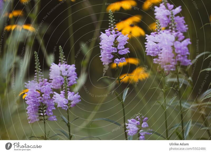 Drinkje bej inkje | Flowers in Inkje's garden joint flower Rudbeckia flowers blossoms Garden floral Nature Blossom naturally Summer Blossoming Exterior shot