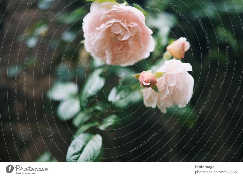 Rosenliebe Flower Nature Blossom Rose blossom Plant Romance Pink Blossoming Rose leaves Fragrance Close-up Colour photo Love Blossom leave pretty Garden Summer