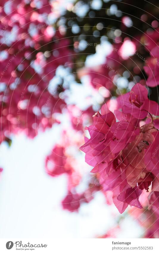 Bougainvillea rose la vie en rose Pink flowers Mediterranean Marseille bandol Provence Cote d'Azur Mediterranean sea Tree creeper pink Flower dream