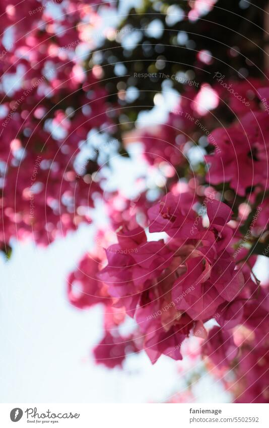 La vie en rose la vie en rose Pink flowers Bougainvillea Mediterranean Marseille bandol Provence Cote d'Azur Mediterranean sea Tree creeper pink Flower dream