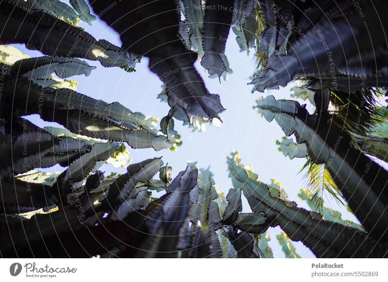 #A0# Cactus skin! cactus plant Cactus field peak Autsch thorns prickles Plant Nature Thorny Green cacti Summer Colour photo Exterior shot succulent Desert