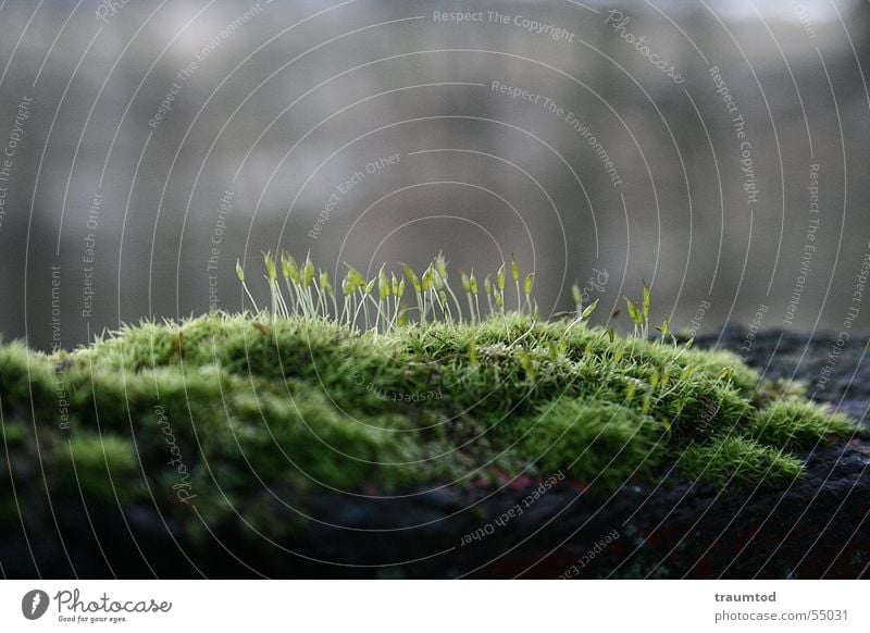 Just moss... Tree Macro (Extreme close-up) Plant Forest Grass Meadow Tree trunk Green The Hobbit Lumberjack Cress Foliage plant Small Nature Hair and hairstyles