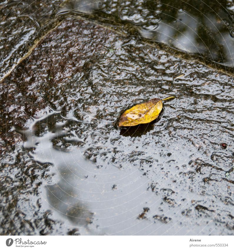 For some an inconspicuous leaflet,... Nature Plant Water Drops of water Autumn Bad weather Rain Leaf Autumn leaves Terrace Sign Puddle Lie Simple Glittering Wet