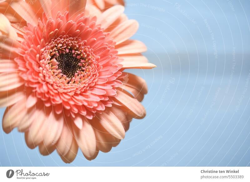 gerbera Gerbera Orange orange colour light blue light blue background flowering flower salmon-coloured flowers blossoms Light blue greeting card Bouquet