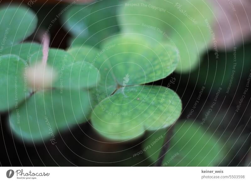 Praise to the skies Clover Green Wild plant blurriness Close-up Shallow depth of field Environment Foliage plant Leaf Exterior shot Detail green Leaflet Blossom