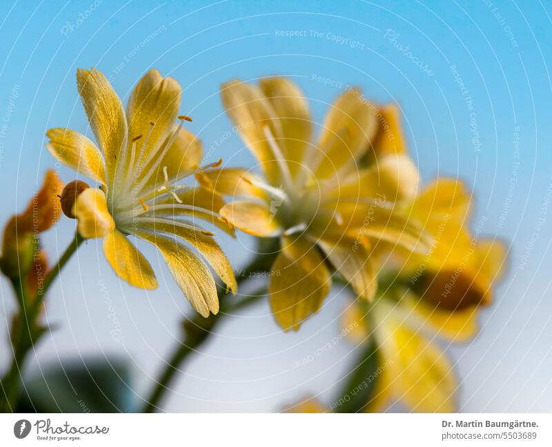 Flowers of Lewisia cotyledon, bitterroot, yellow flowering garden form, medium format photo, focus stacking bitterbur Blossom blossoms Blossoming Garden form