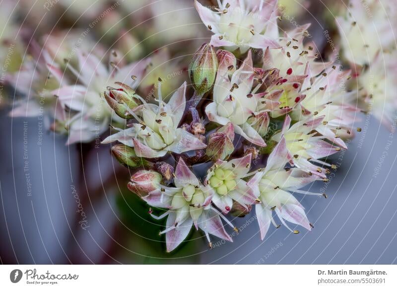 Sedum telephium, great stonecrop, high stonecrop, parts of inflorescence. Sedum Telephium Hylotelephium telephium Grey stonecrop high fattening hen blossoms