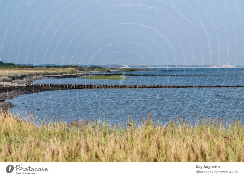 Coastal strip from Kampen to List on the Wadden Sea dunes reed grass Reed zone Reeds Wetlands Sylt landscape dune landscape shore zone Reed Landscape Lahnungen