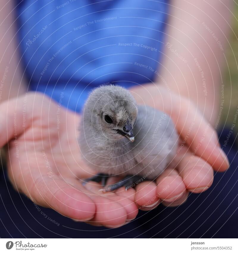 Young woman holding a gray chick on her hands Chick fluffy Gray guard sb./sth. protective warm sb./sth. Small animal baby Animal Cute Nature Colour photo Hand