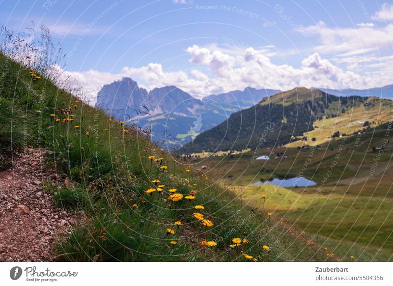 Flower meadow with yellow flowers, mountain panorama, sky with clouds blossoms Yellow Alps Peak Clouds Green Landscape South Tyrol Hiking wanderlust