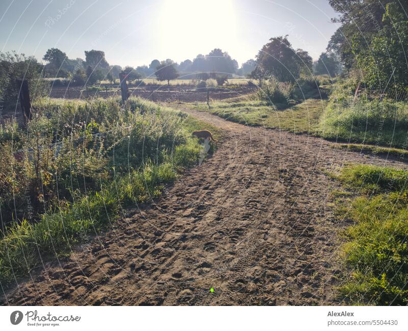 Sunrise over a village landscape with small trees, large trees, bushes, willows, flower beds and intersecting paths, in the foreground the tomcat Alfred Morning