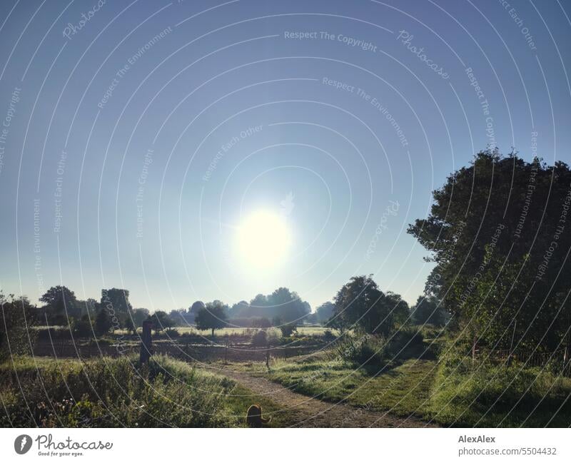 Sunrise over a village landscape with small trees, large trees, bushes, willows, flower beds and intersecting paths, in the foreground the tomcat Alfred Morning