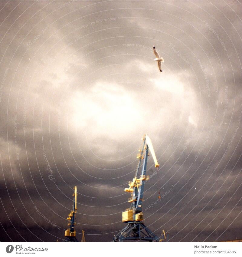 Harbour cranes and seagull Analog Analogue photo Colour Colour photo Crane Seagull Industry Blue Yellow Thunder and lightning cloud thundercloud fauna Metal