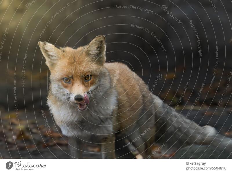 A red fox looks at the camera Fox Animal Exterior shot Colour photo Wild animal Deserted Mammal Pelt Looking Red fox predator Animal portrait