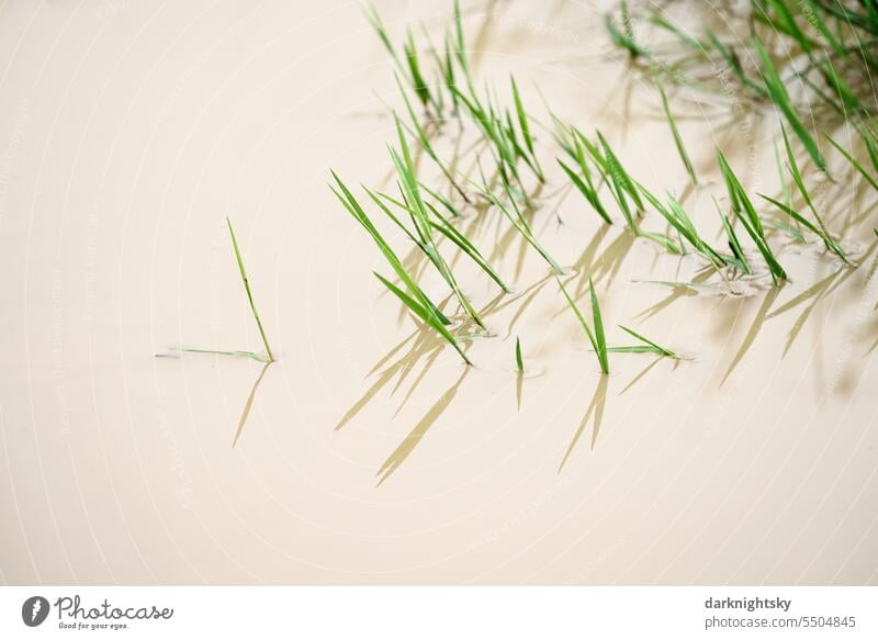 Grasses in a calm water with open space Beige Green Body of water silent tranquillity Growth stalks Rain High tide Climate Impacts Climate change Exterior shot