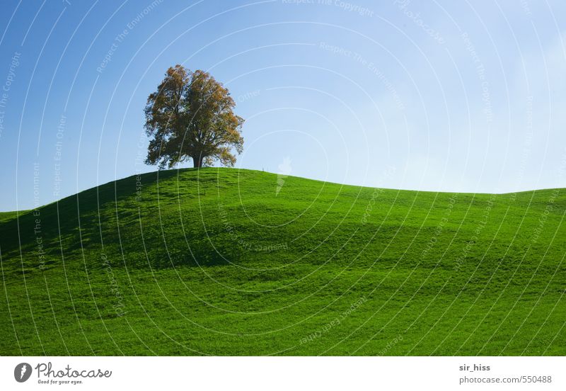 A tree, a son Landscape Cloudless sky Tree Park Illuminate Fantastic Happy Warmth Joie de vivre (Vitality) Longing Wanderlust Loneliness Relaxation Freedom