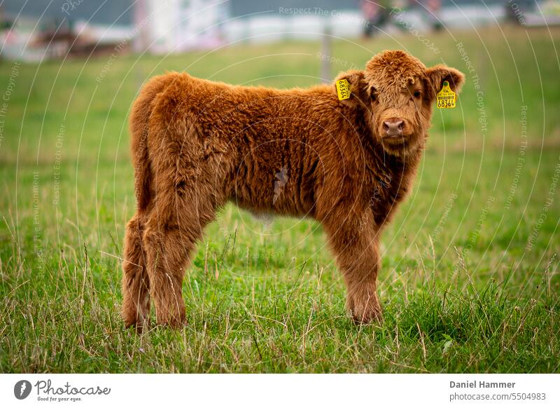 Brown highland cattle, calf with ear marks and fluffy fur stands on green meadow. Looking into the camera Calf Baby animal Trust Friendliness eyes