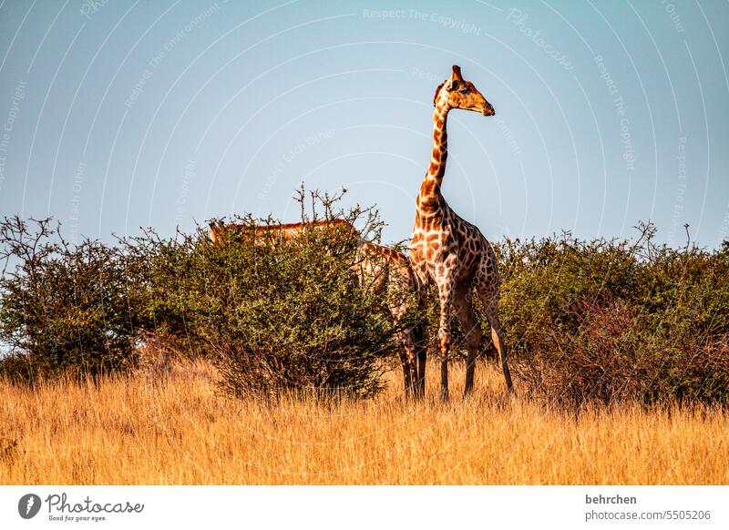 monday in sight? i'm diving in! Animal face Deserted Tourism Trip Animal portrait Wilderness Kalahari desert Giraffe Animal protection Love of animals