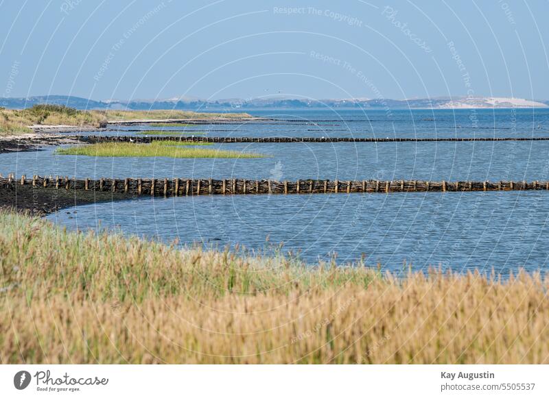 Coastal strip from Kampen to List on the Wadden Sea dunes reed grass Reed zone Reeds Wetlands Sylt landscape dune landscape shore zone Reed Landscape Lahnungen