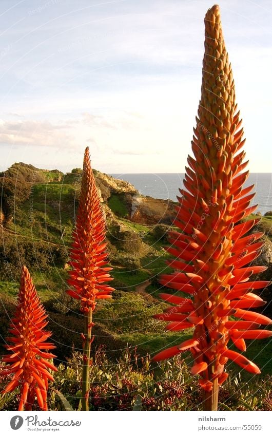 red blossom Plant Flower Red Ocean Portugal Sky