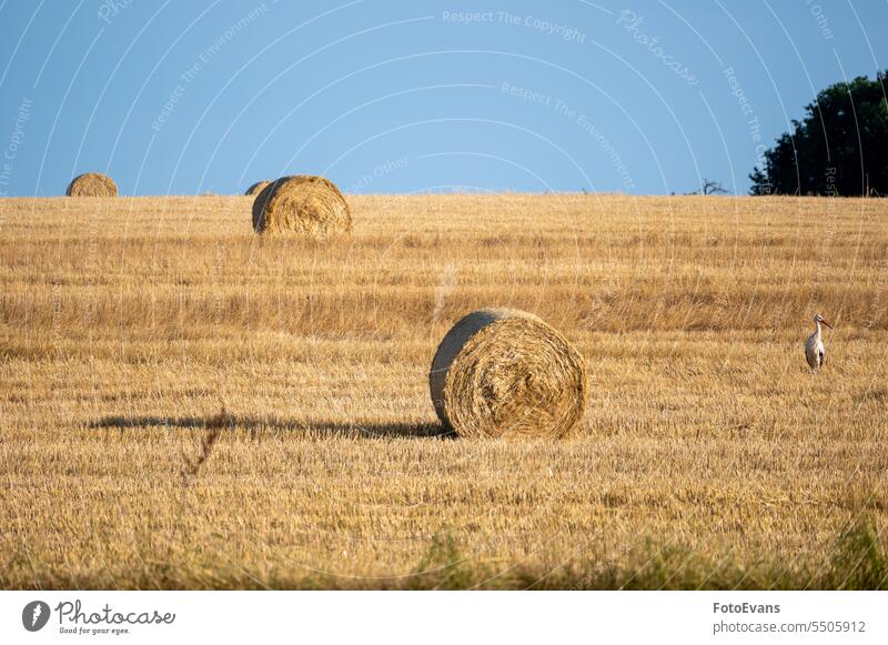 A stork ( Ciconiidae ) stands on a harvested field stubble field white stork hay nature day vertebrates straw animal agriculture rattle stork bird outdoors