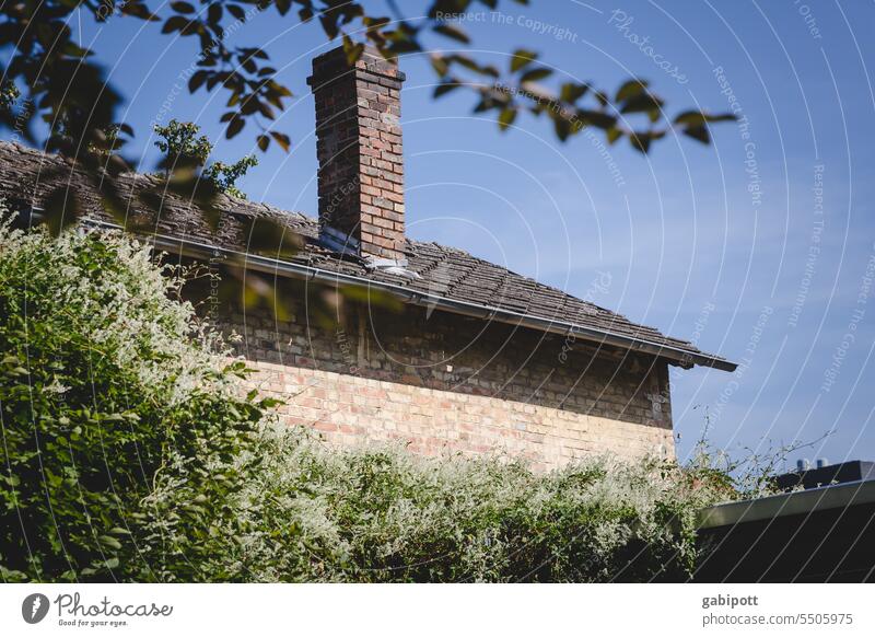 Drinkje bej Inkje | the house next door House (Residential Structure) Chimney Wall (barrier) Roof green stuff Facade masonry Green facade Old Wall (building)