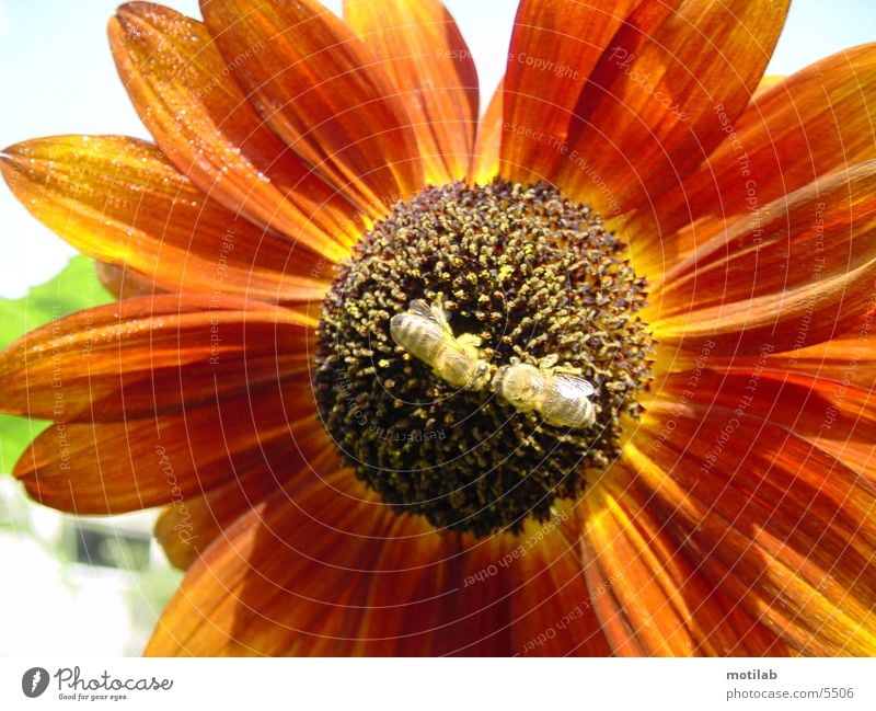 Pollination kiss in the pollen sea Sunflower Bee Pollen Summer pollination