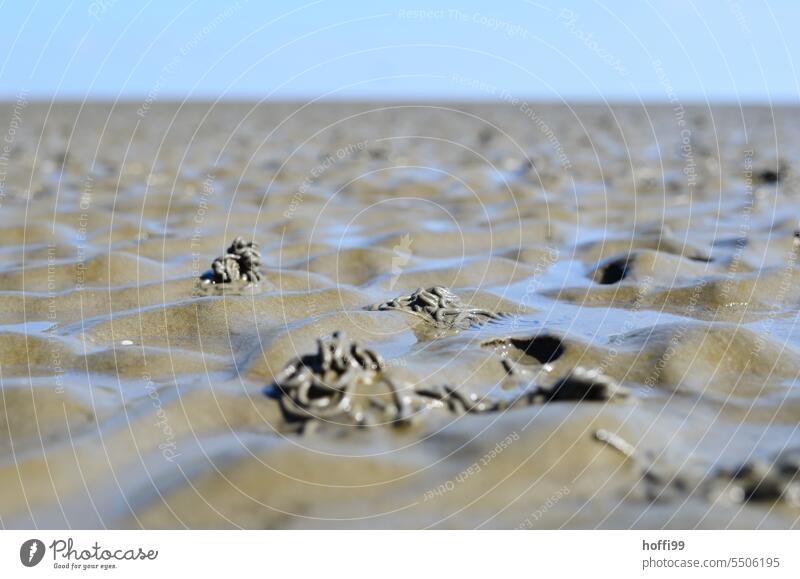 Lugworm pile in the mudflats - Wadden Sea very close up Mud flats Low tide whorls Slick North Sea Ocean Tide coast ebb and flow Wet North Sea coast