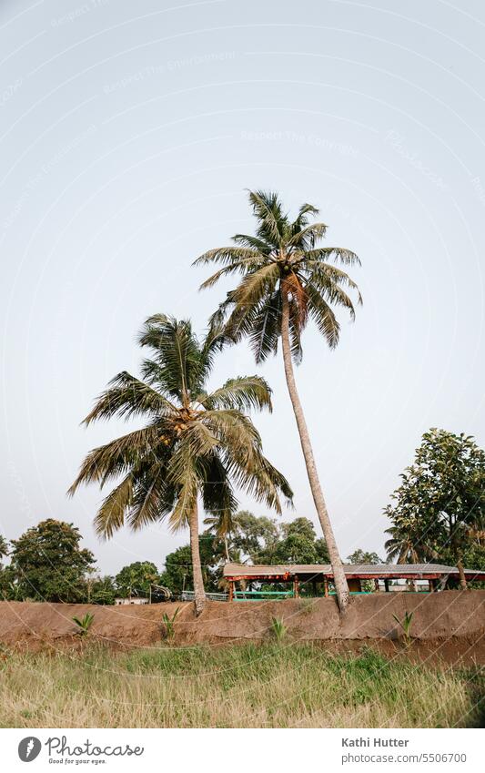 two palm trees with blue sky and boat in background palms Kerala India Vacation & Travel Nature Exterior shot Asia Tourism Summer Colour photo Landscape