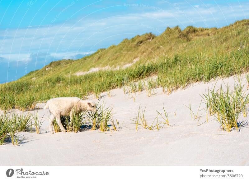 Beach landscape with a lamb grazing the marram grass on Sylt island, Germany animal autumn background beach beautiful beauty blue bright clouds coast coastline