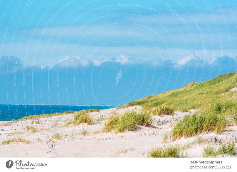 Landscape on Sylt island with marram grass dunes and a blue sky autumn background beach beautiful beauty bright coast coastline color empty environment europe