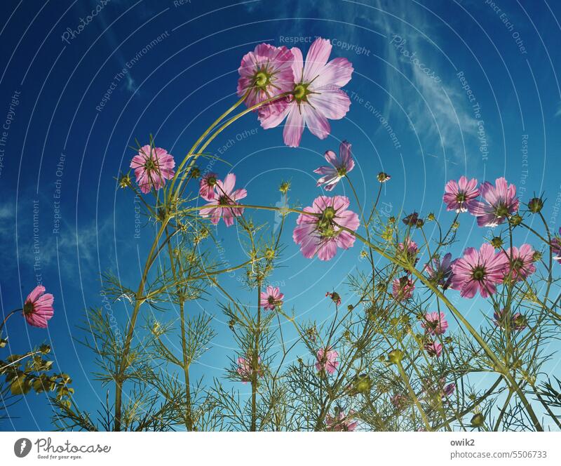 Cosmos bipinnatus Cosmea Garden Idyll Exterior shot Flower daylight Blossom leave Glittering Near Blade of grass Life Bushes Beautiful weather Plant