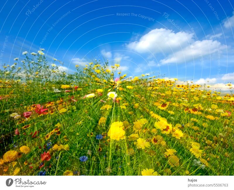 meadow with a lot of colored flowers in a soft-focus lens mallow pink yellow green manyy diversity sky blue blurred speed blossom blooming nice pretty wild