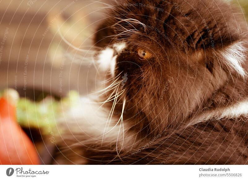 Black and white long hair cat streaked in autumn colors Autumn Autumnal Cat cats longhair cat Persian cat black and white cat autumn mood Warmth pets Pelt