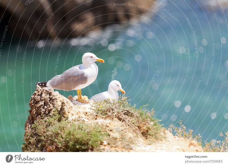 PRAIA DOS TRES IRMAOS Portugal Algarve Praia dos Tres Irmaos praia rock salt Seagull Vacation & Travel Travel photography Idyll Card Tourism Paradise Heavenly