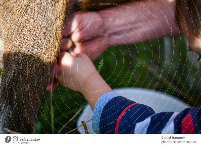 Unrecognizable boy learning how to milk a brown goat. Helping hand from shepherd showing boy how to milk and helping him learn. Milk milking child milking