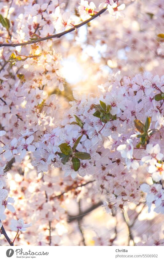 spring blossoms fruit blossom Sunlight Pink New Fresh vivacious Back-light Blossom Spring Nature Plant Exterior shot Fragrance Blossom leave Colour photo