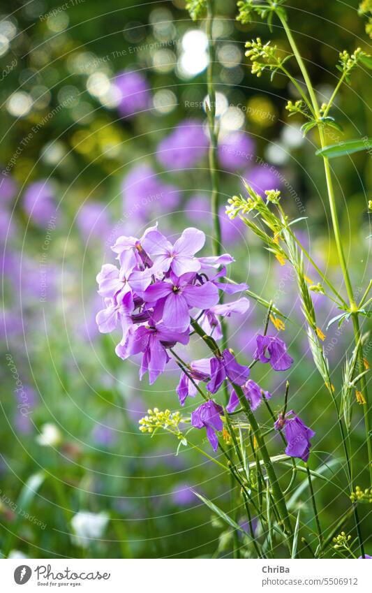 Wildflowers on the early summer meadow Plant Nature Meadow Flower Blossom Shallow depth of field wild flowers Summer Spring Violet heyday pretty blurriness