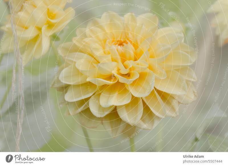 Yellow dahlia Flower Country  garden Nature colourful Delicate Soft petals Close-up Garden floral Illuminate Summer Summerflower Blossom flowers dahlia blossom