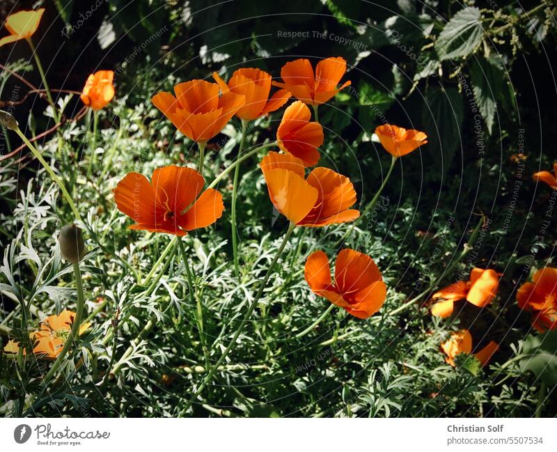 flowering California poppy, golden poppy - garden flowers bloom in sunlight Poppy Flower Garden Corn poppy Wild California red poppy Blossom Nature poppies