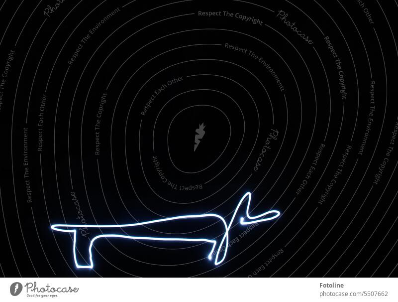 One Line I - In Lightpainting we learned to draw figures with only one line like Picasso. Here you can see my first attempt to paint a dachshund. Well, Picasso could do it better, but I'm still practicing ;-)