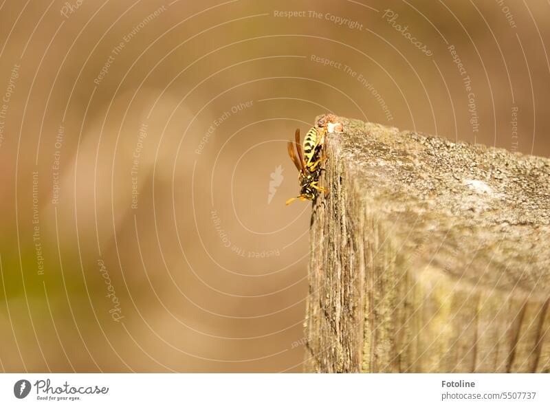 A wasp sits on a beam and nibbles the wood. Insect Animal Close-up Small Shallow depth of field Grand piano Yellow Black Wood Joist Brown Green Exterior shot