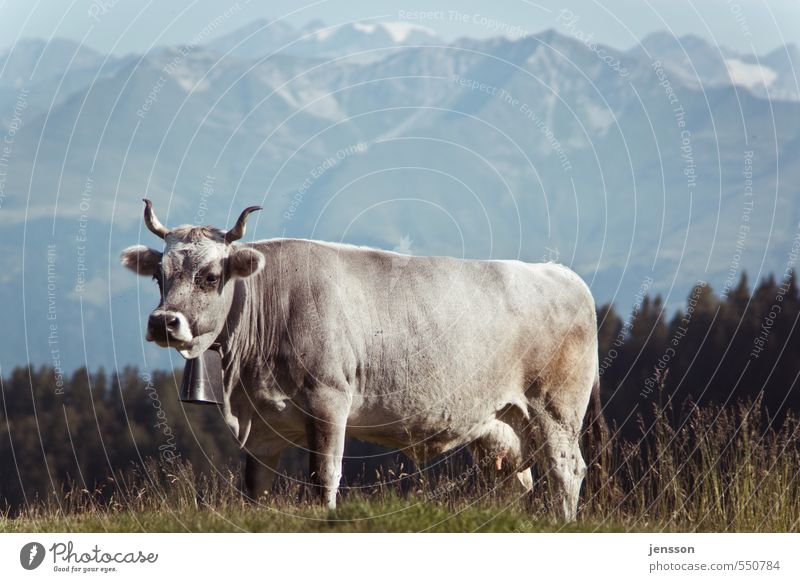 On the way to the painter Environment Nature Animal Grass Meadow Alps Mountain Farm animal Cow 1 Stand Bright Beautiful Alpine pasture Bell Cow bell Antlers