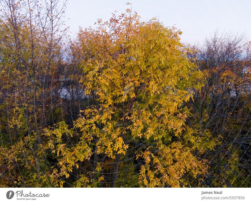 Seasons change in Wisconsin with a small river behind the trees abstract autumn autumnal background beautiful beauty in nature branch brown color colorful day