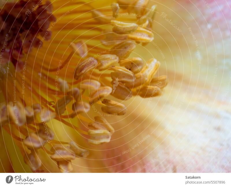 Close-up delicate rose pollens and petals as nature background flower flora blossom floral plant macro pastel bloom gul gulab soft wallpaper texture abstract