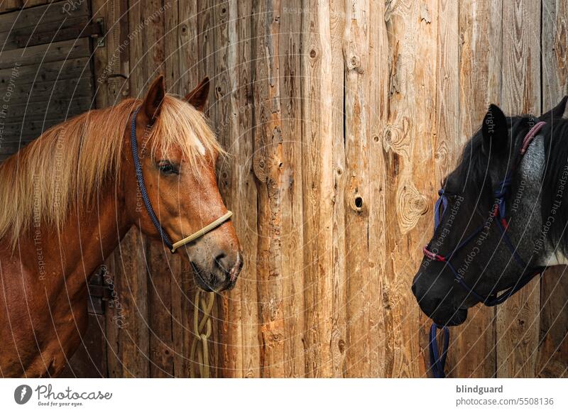 talk to me Horse horses Animal Exterior shot Barn Wood Wall (building) Colour photo Summer Mammal inquisitive curious look at Head group Couple eyes Nostrils