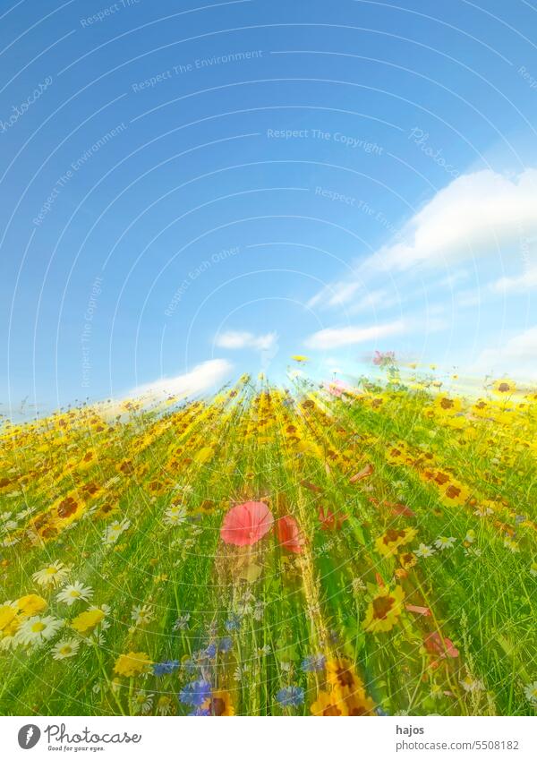 meadow with a lot of colored flowers in a soft-focus lens mallow pink yellow green manyy diversity sky blue blurred speed blossom blooming nice pretty wild